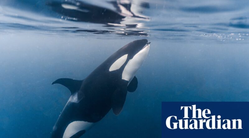 'Access to food is not the problem': new orca study sheds light on mystery of vulnerability